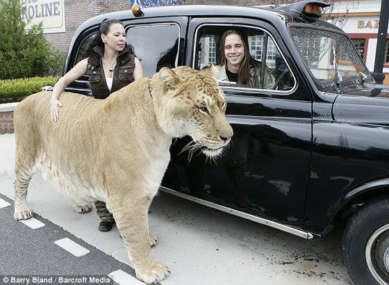 [Hercules+-+World’s+Largest+Big+Cat+06_resize.jpg]