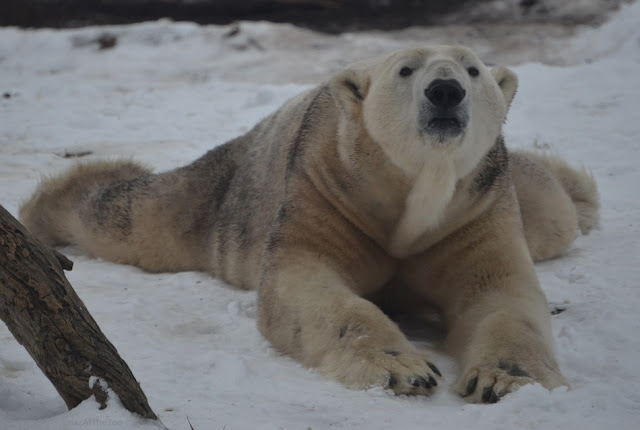 Lee, a male polar bear, is splayed-out in the snow.