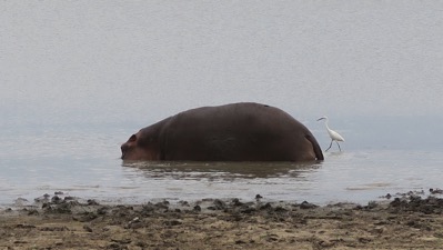 Hippo at Lunch Time