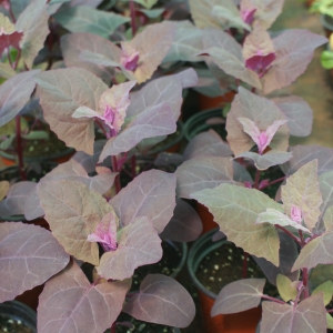 http://www.cantinhodasaromaticas.pt/loja/plantas-em-vaso-bio/espinafre-roxo-orach/