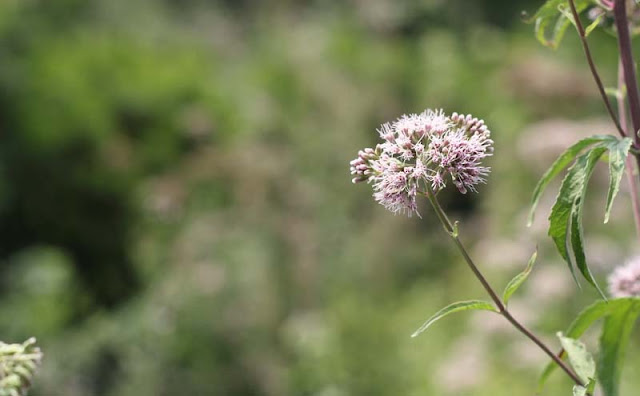 Joe-Pye Weed Flowers