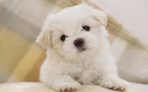 I want a puppy!