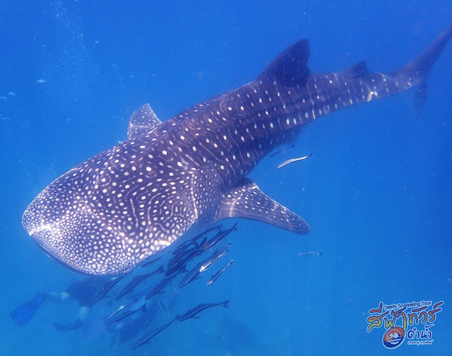 Whale shark