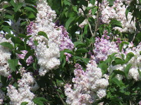 lilacs