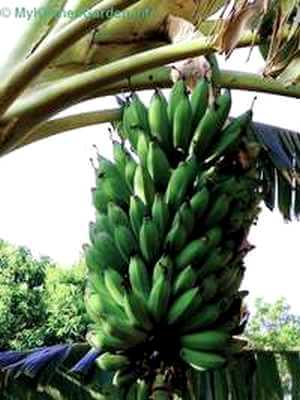 How to grow banana tree - Bananas Growing on tree