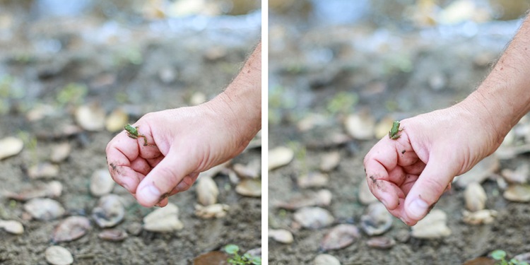 froggie