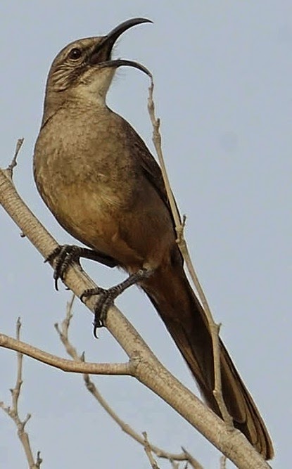 California Thrasher song