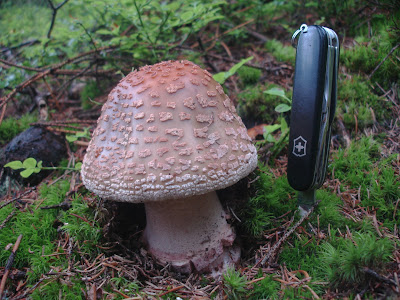 grzyby, grzybobranie, jadalne muchomory, rozpoznawanie jadalnych muchomorów, muchomor czerwieniejący Amanita rubescens 