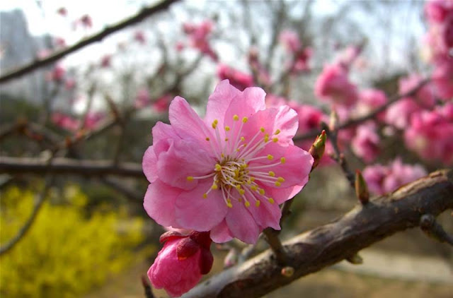 Plum Flowers