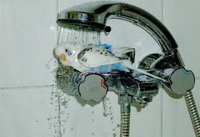 Funny animals of the week - 27 December 2013 (40 pics), bird taking shower