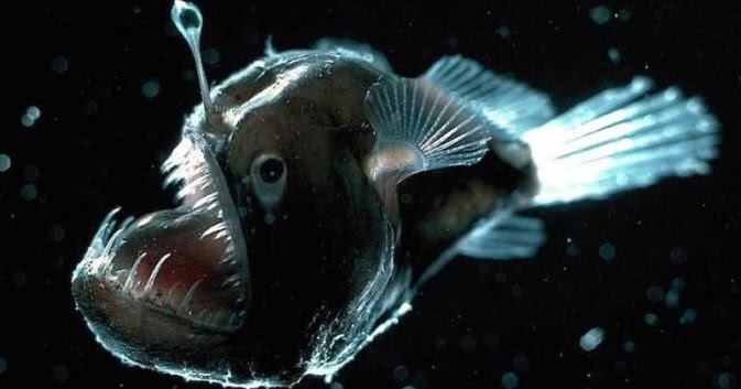 10 Hewan  Laut  yang Berpenampilan Aneh Unik dan Menyeramkan  
