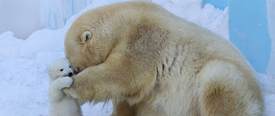Polar bear Gerda takes her cub out to play in the snow for the first time