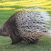 The animal you are seeing in the picture is called "Sh" in Punjabi and Porcupine in English.