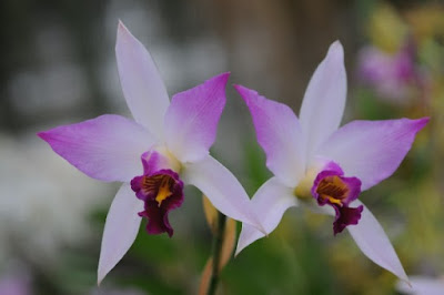 Laelia anceps orchid plant care and culture