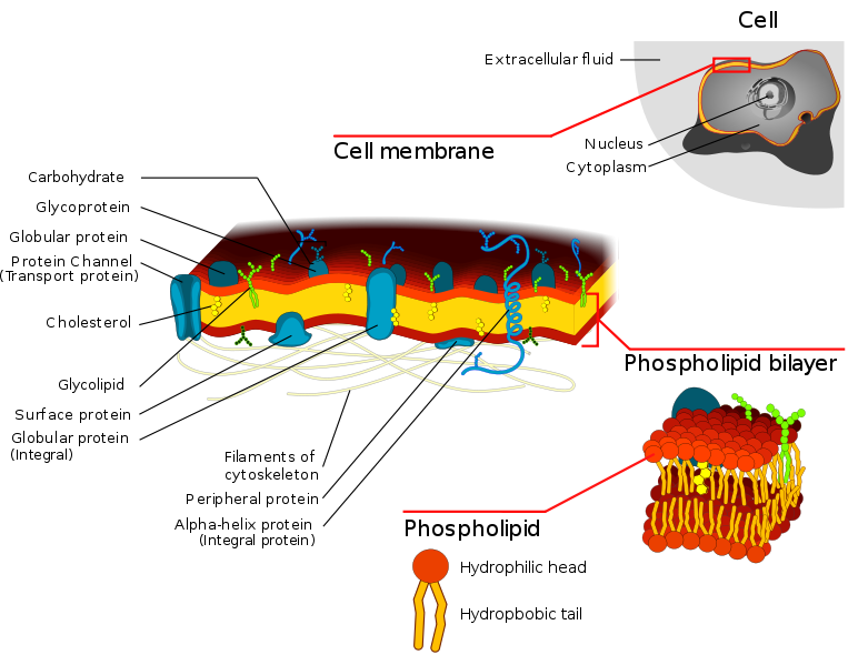 animal cell membrane structure animal cell membrane. animal cell membrane structure
