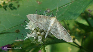 Patania ruralis DSC164753