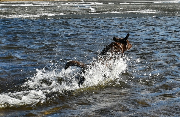 labrador tyrifjorden rytterager lemostangen