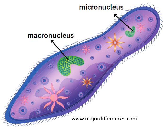 Difference between Macronucleus and Micronucleus of Paramecium