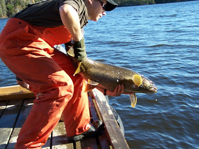 trout released after spawning