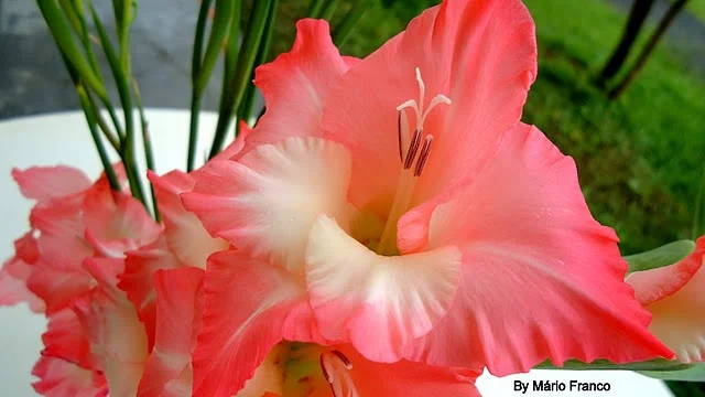 Gladíolo ou Gladiolus x hortulanus Palma, Palma-de-santa-rita