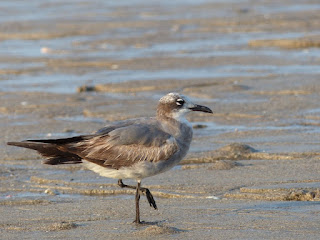 Leucophaeus atricilla - Mouette atricille