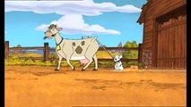 13 vache