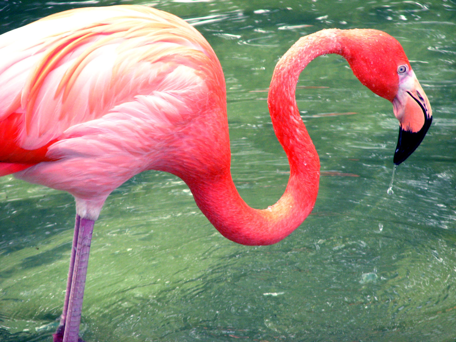 pictures of a flamingo pics