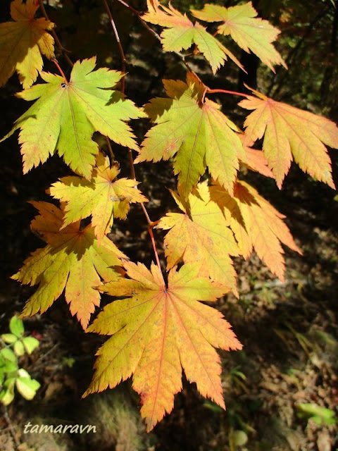 Клён ложнозибольдов (Acer pseudosieboldianum)