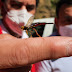 SAG libera avispa controladora de plaga forestal en Sagrada Familia