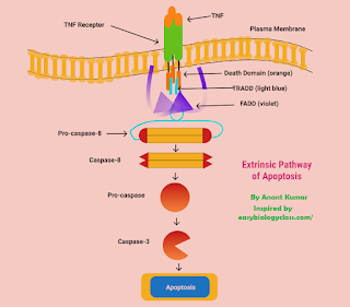 Extrinsic pathway image, by anant kumar, replico