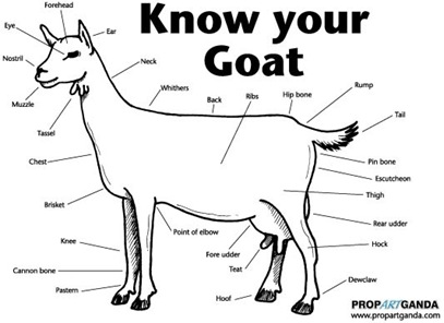 goat_8fj3