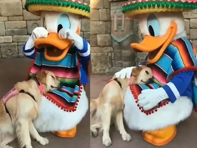 Una perra de servicio Golden Retriever es fan de los personajes de Disney