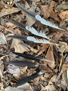 Pileated Woodpecker feathers