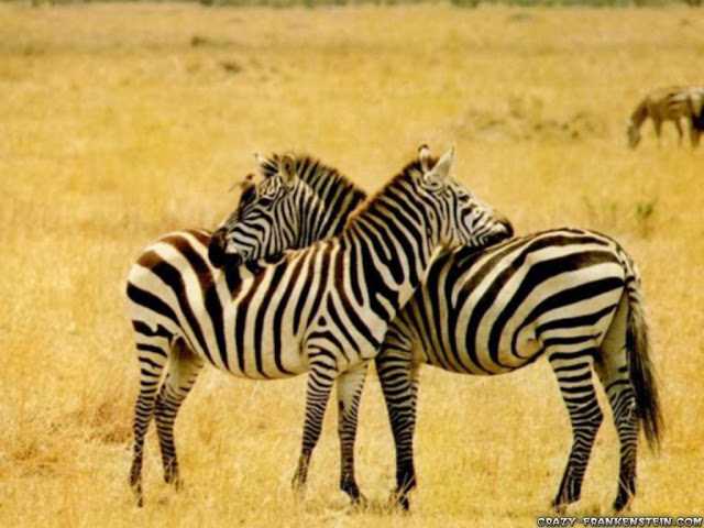 zebra Photo