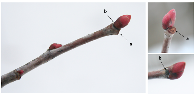 A panel of three photos showing the false terminal bud, leaf scar and branch scar on a winter twig of basswood.