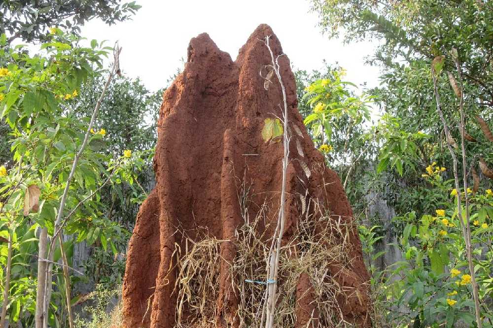 Investigadores se inspiran en el diseño de las termitas para crear nuevos materiales
