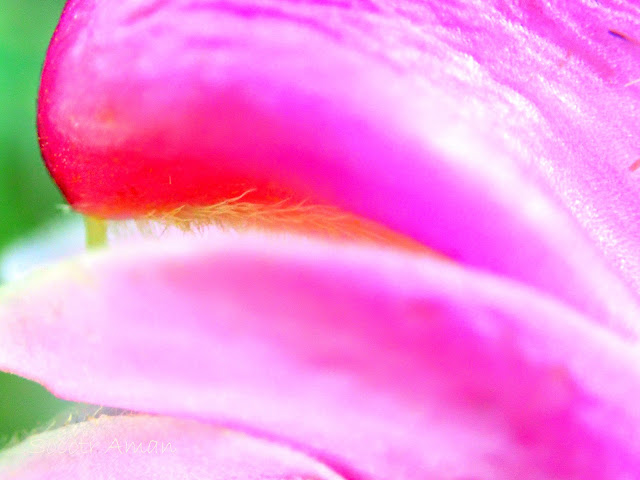 Pedicularis gloriosa