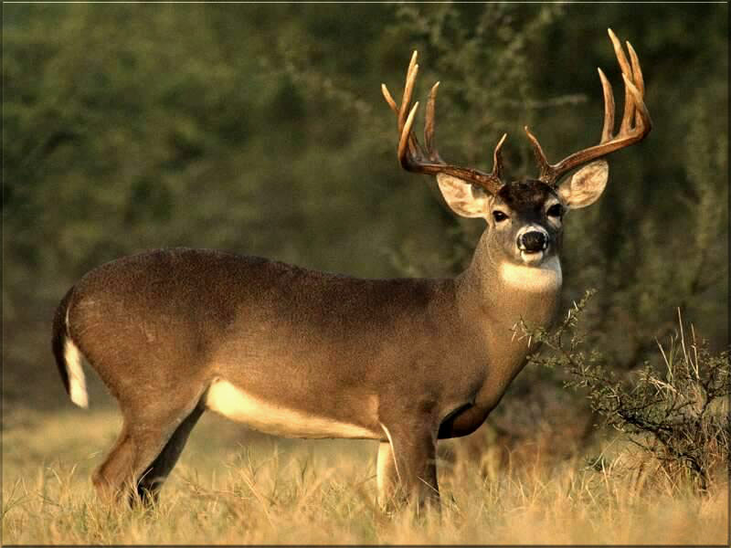 Mule Deer