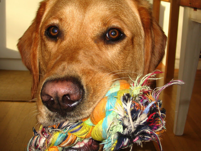 Five fun things to do to make your dog happy today. With enrichment, it's important to check the dog likes it and engages, like this Retriever with a tug rope