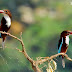 White-throated Kingfisher (Pair)