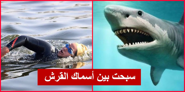 مريم بن لادن أول سعودية تسبح من المملكة إلى مصر :"سبحت 8 كلم بين أسماك القرش.." (فيديو)