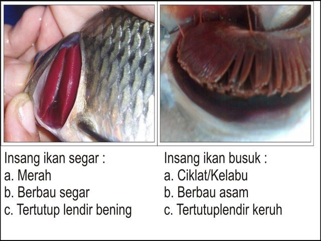 Gambar Insang Ikan  Lengkap dengan Bagan Alur Pernafasan