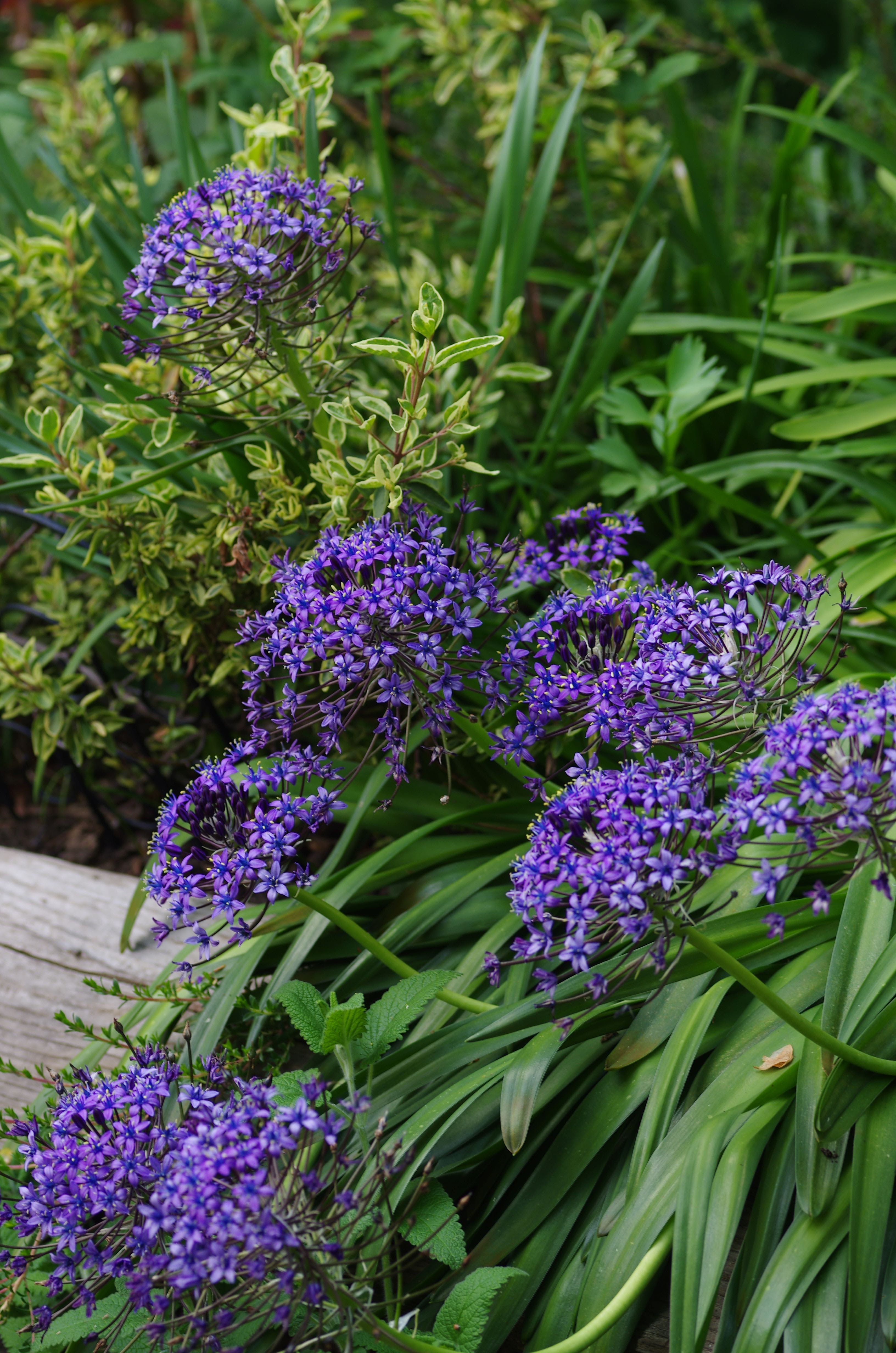 Scilla peruviana