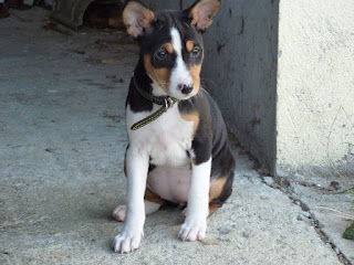 basenji tricolore