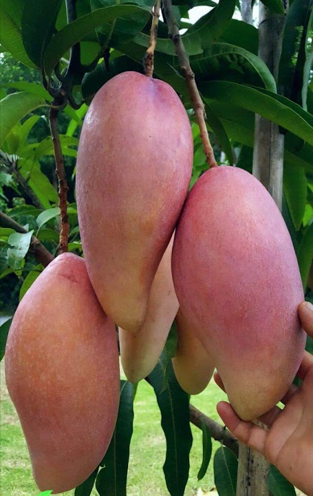 bibit mangga red ivory kualitas unggul Padang Panjang