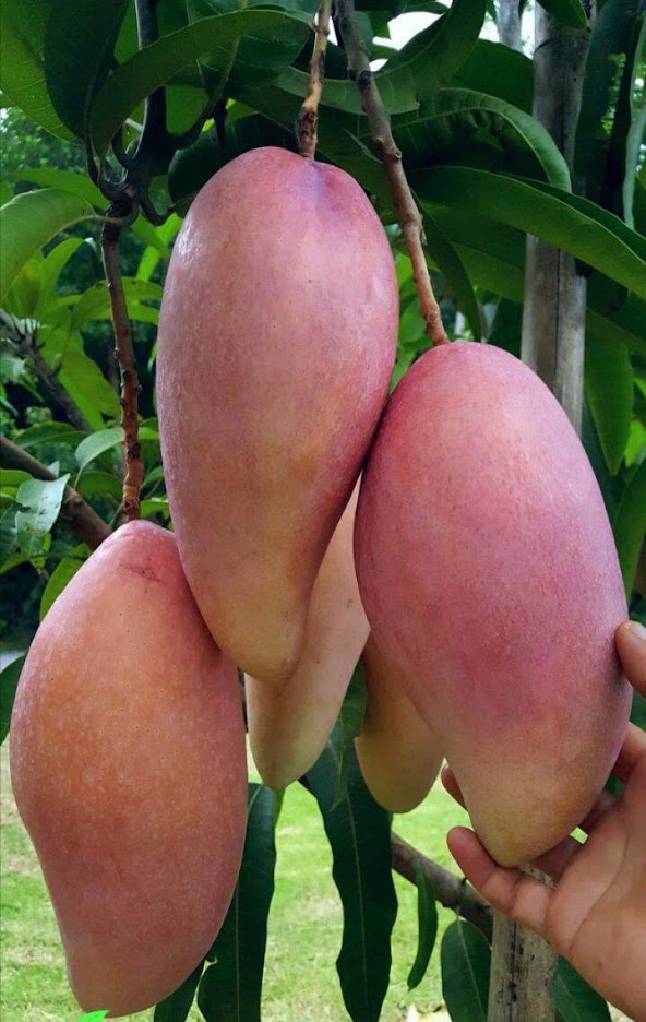 jual bibit buah mangga red ivory ribuan stok Jawa Barat