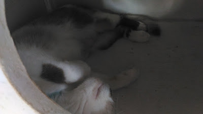 Sample photos using light mode and night mode - Asus Zenfone Selfie cat sleeping photo