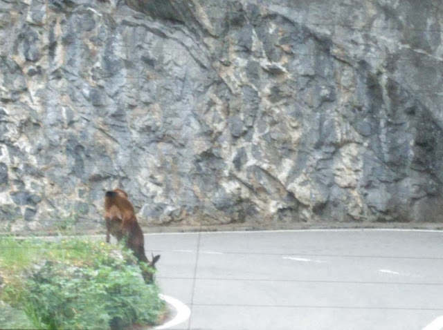 Rebeco comiendo en la ladera de la carretera del Desfiladero de los Beyos