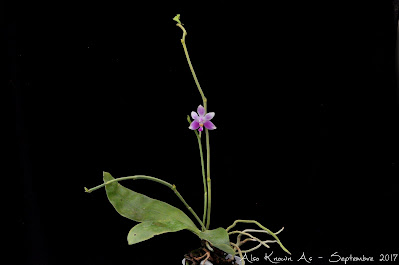 Phalaenopsis mentawaiensis - The Mentawai Islands Phalaenopsis care and culture