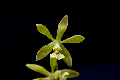 Encyclia peraltensis - Peralta Encyclia care